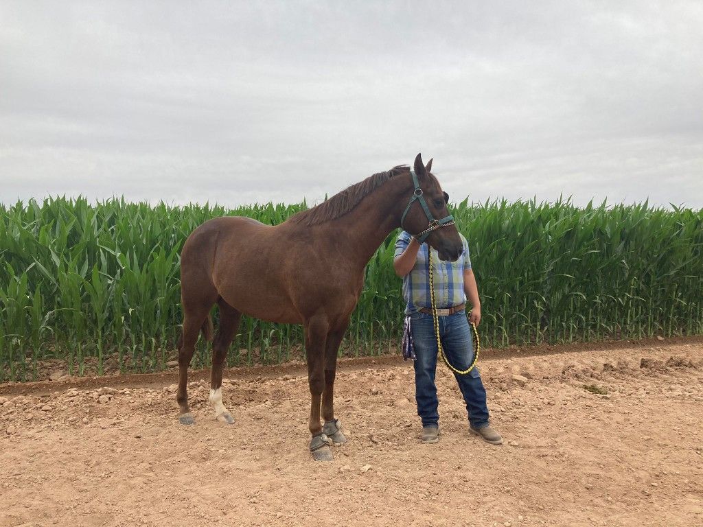 Caballo Cuarto de Milla