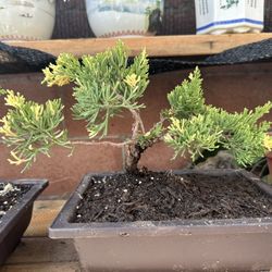 Bonsai Juniper