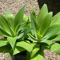 Very Drought 💦 Tolerant Agaves :: All Sizes Available :: 