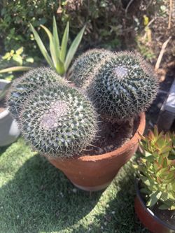 Cactus Plant In Terra-cotta Pot