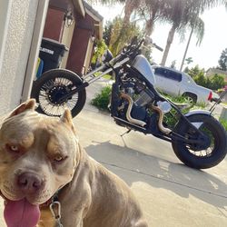 1988 Honda shadow VT600 c Shadow VT600c