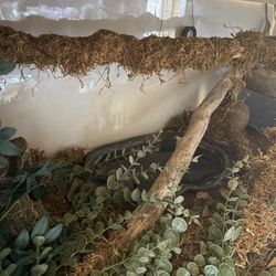 Ball Python Enclosure 