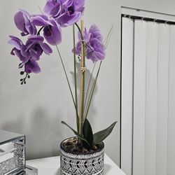 Orchid/ Orquídeas 🔥🔥 NEW!!!