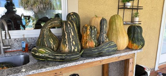 Calabaza cubana. (Cuban pumkin)