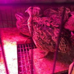 Quail 