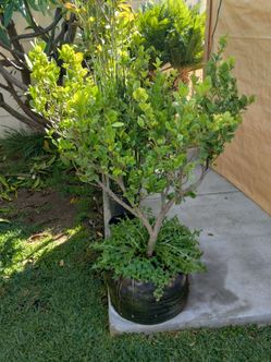 Plants for sale