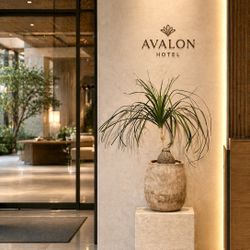 Ponytail Palm (Unique Shaped Planter Included)