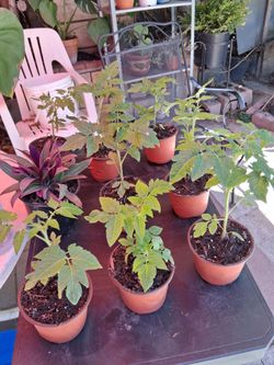 1"ft  Roma tomatoe plants $3 ea.