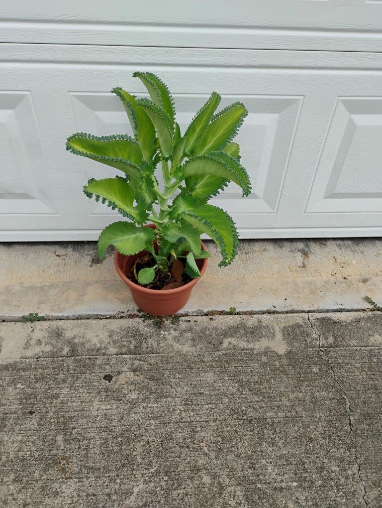 Calachoe Plant