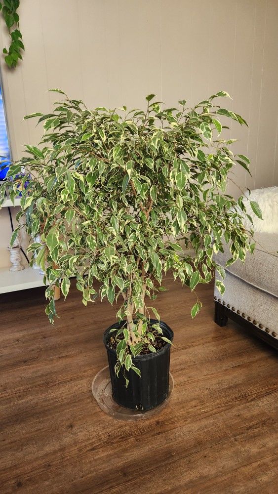 $70 FICUS BENJAMINA VARIEGATED ๐ฟ41" tall