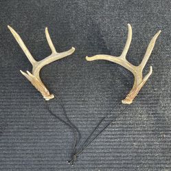 Deer Antlers  