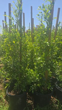Indian Laurel