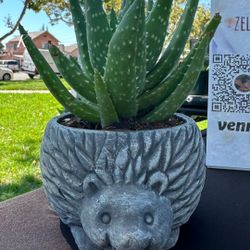 Plants Succulents And More 