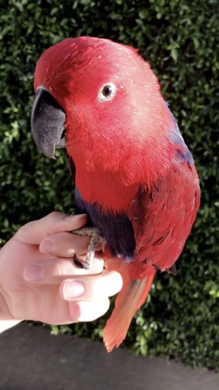 FEMALE ECLECTUS PARROT