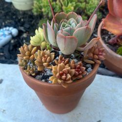 Succulent $15 