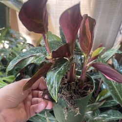 Calathea Magic Star Plant