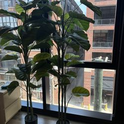 Tall Plant 