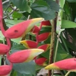 Lobster Claw Heliconia Potted Landscape Plant