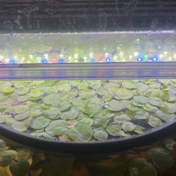 Amazon Frogbit (aquatic) 