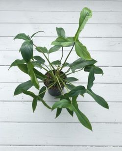 Rare Aroid Philodendron Golden dragon starter plant/ indoor Plant/ House Plant/ Flower Patio Garden