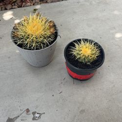 Golden barrel cactus’s