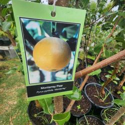 Arboles De Peras Ingertados 6 A 7 Pies De Alto