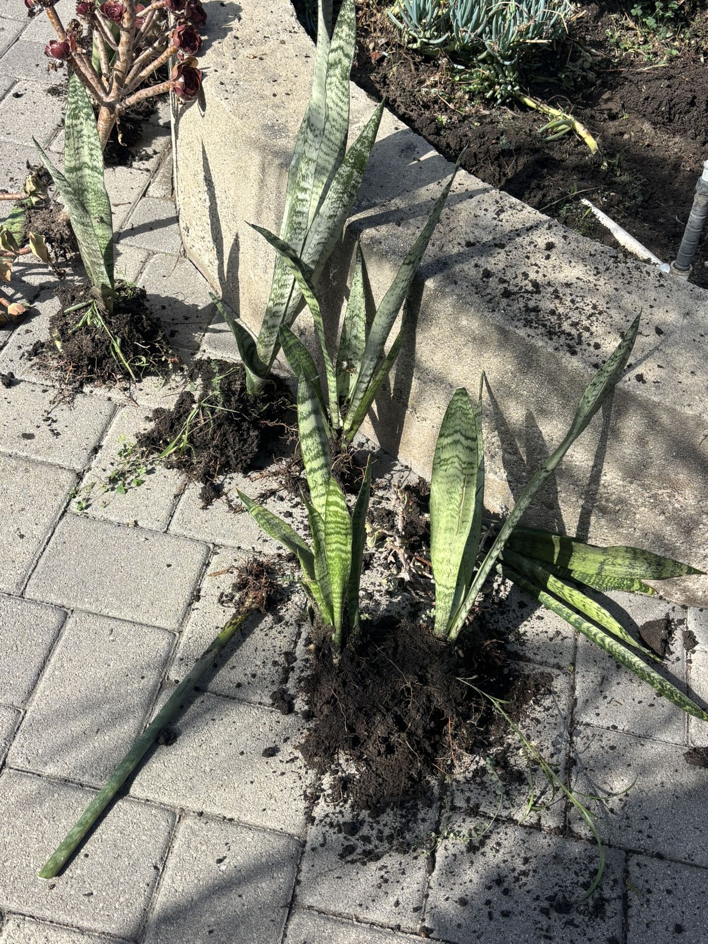 Snake Plants Fully Rooted