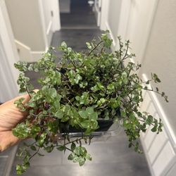 Blue Baby Tears Plant In Pot Very Pretty Indoor Outdoor 