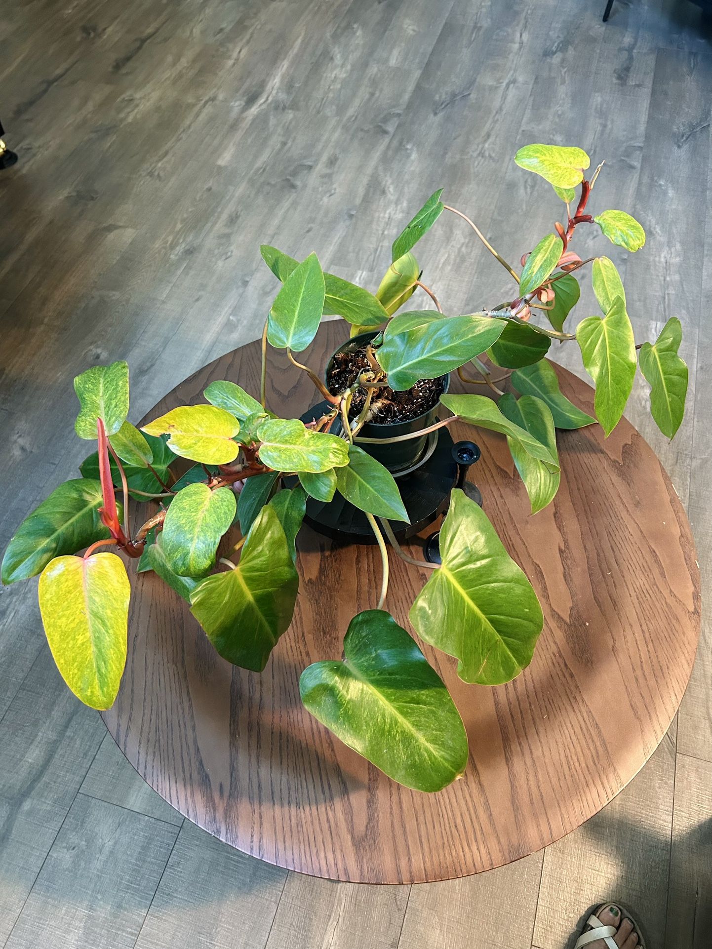 Philodendron Painted Lady Large Uncommon Houseplant