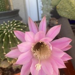 Mother's Day Gifts Living  Succulents Plants 