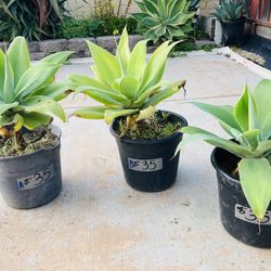 Agaves attenuata / Foxtail/ drought tolerant plants