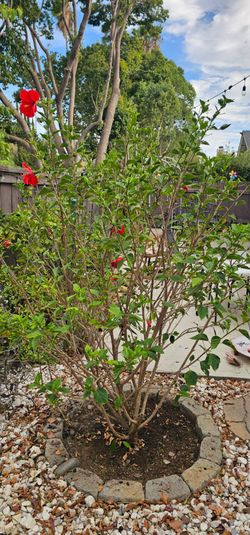 Hi, I have a beautiful and healthy red hibiscus plant. Since I'm changing my garden decor, I'm looking for someone to come and take the plant out and