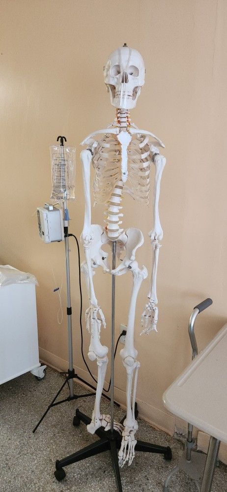 Skeleton.