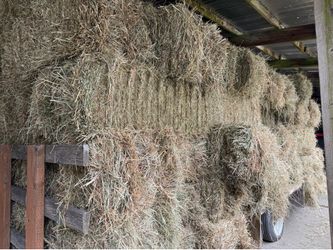 Hay