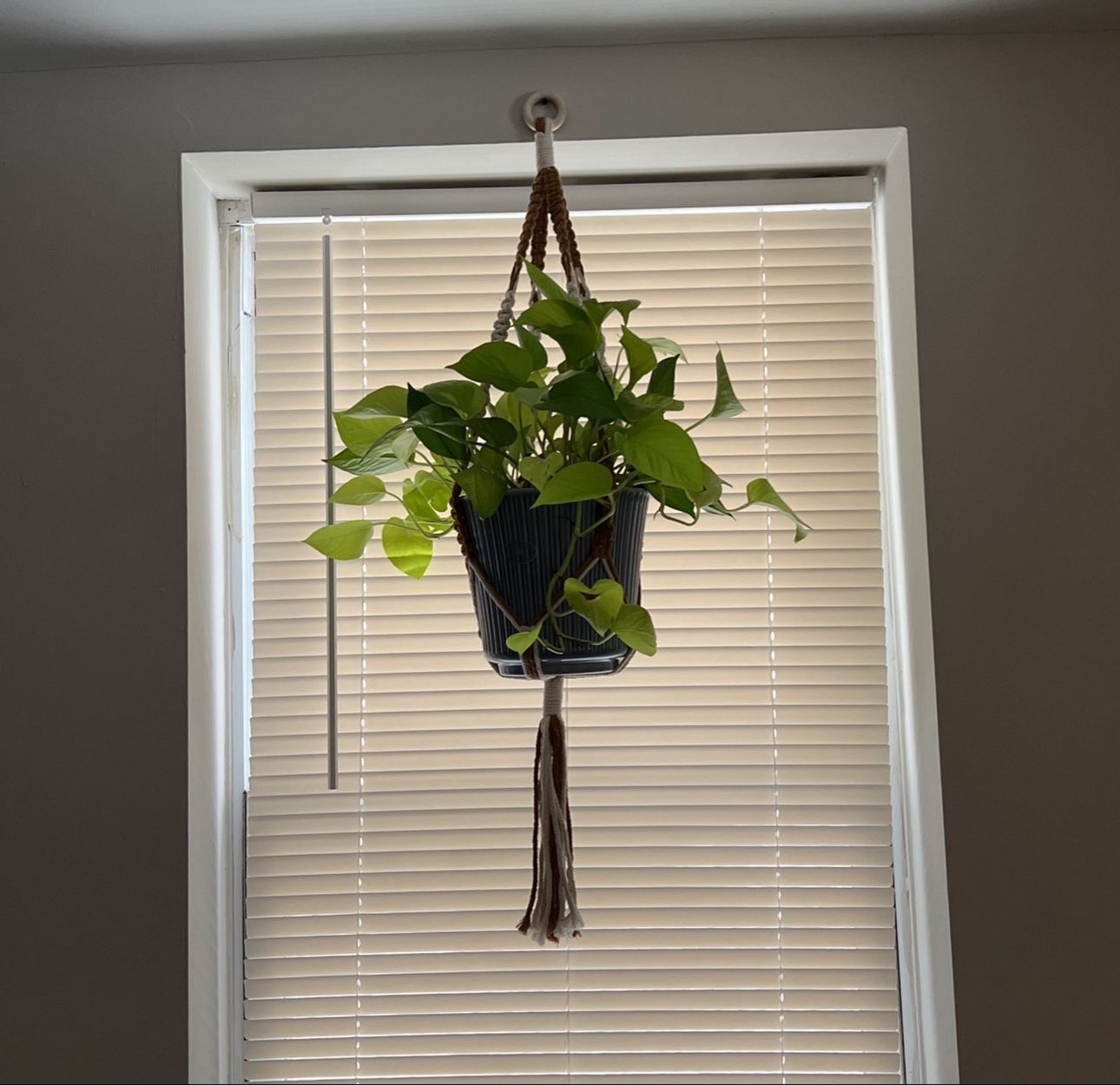 Plant In Ceramic Pot With Hanger