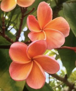 ( KIMO ) ROOTED CUTTING PLUMERIA PLANT -  12" -  4 TIPS
