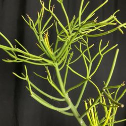 Pencil Firestick Succulent Plant And Tools 