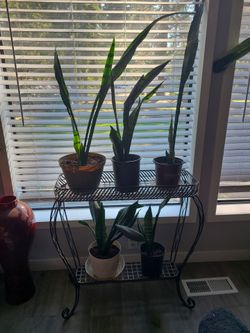 Snake plants or mother in law tongue