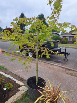 Japanese Maple
