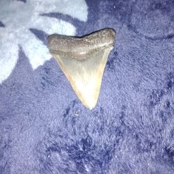 Megalodon Shark Tooth