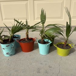 Baby Fan Palm Saplings – Ready to Plant! In Individual Pots With Food Soil Total Of 7 Saplings