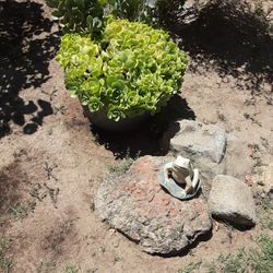 Succulent  Plantscomes metal  Pot