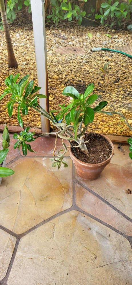 Live Dessert Rose Plant