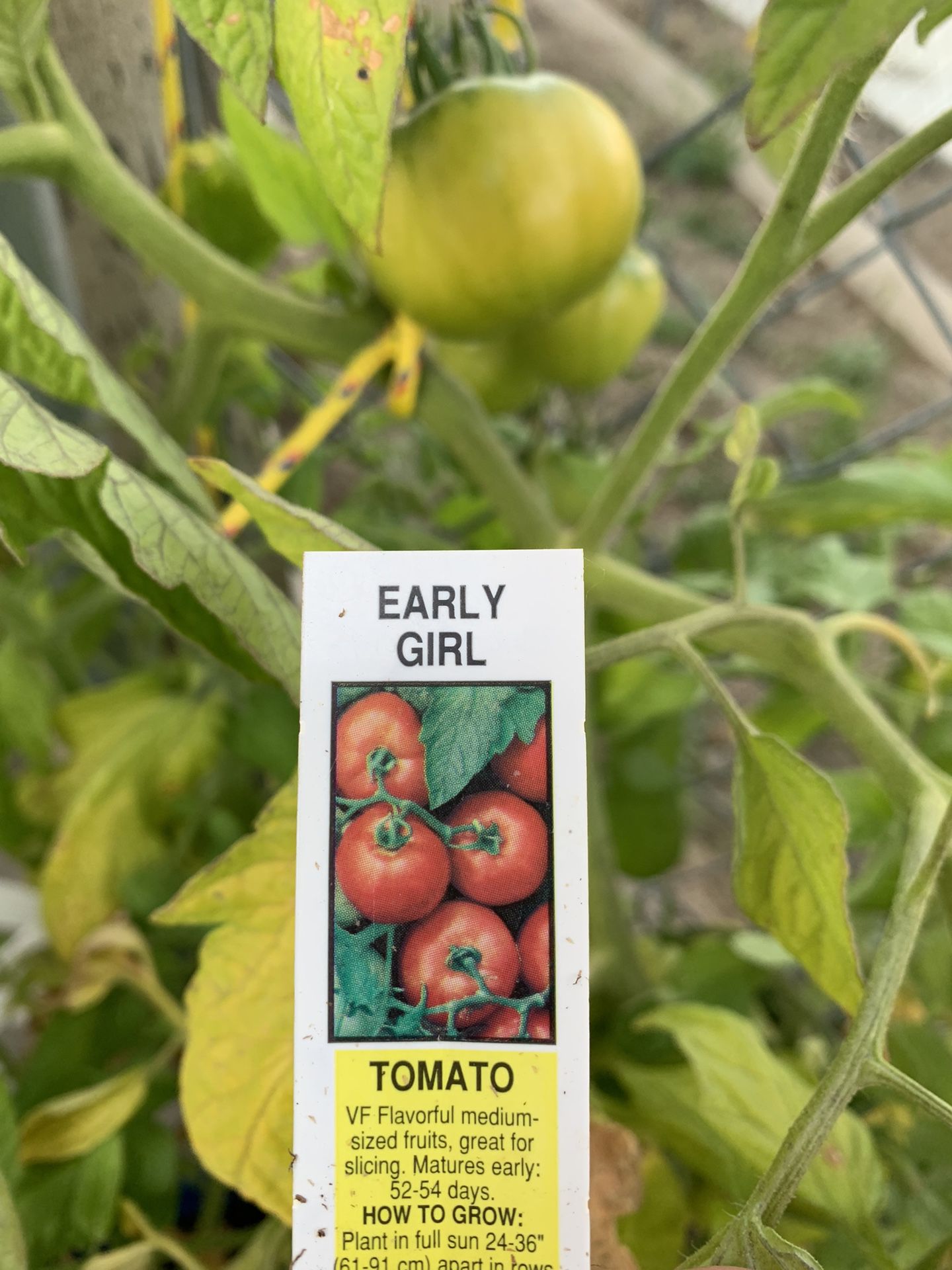 Organic Tomato Plants 