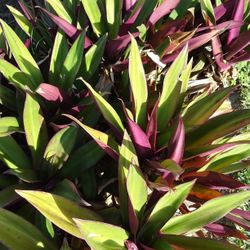 Oyster Plants. Healthy & Hardy. Beautiful Fast Growing Purple & Green Leafy Plants.  Awesome For Borders, Pots, Anywhere In The Yard.  Hardy Fast Grow
