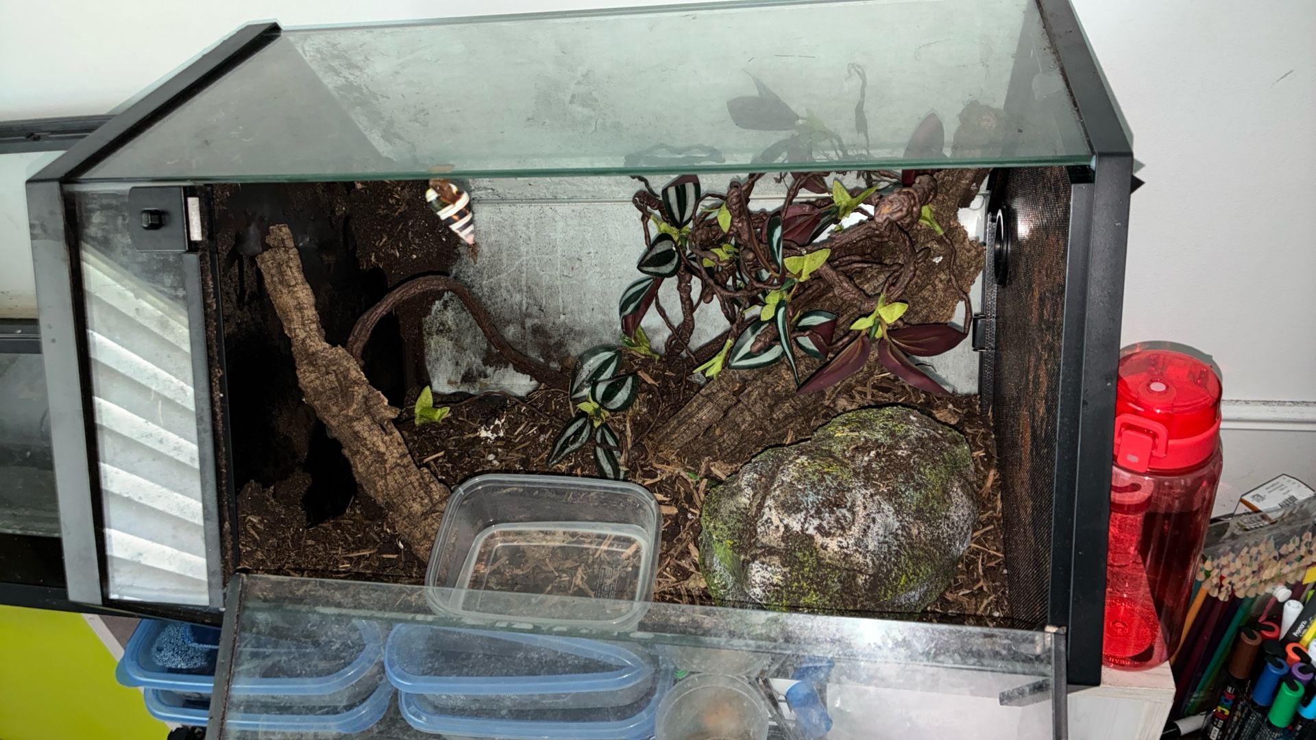 Mangrove Snake- Snake Tank
