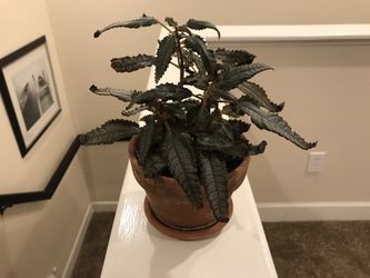 Dark mystery plant in terracotta pot with saucer