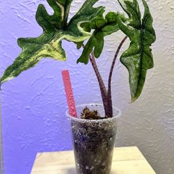 Alocasia Jacklyn Variegated 