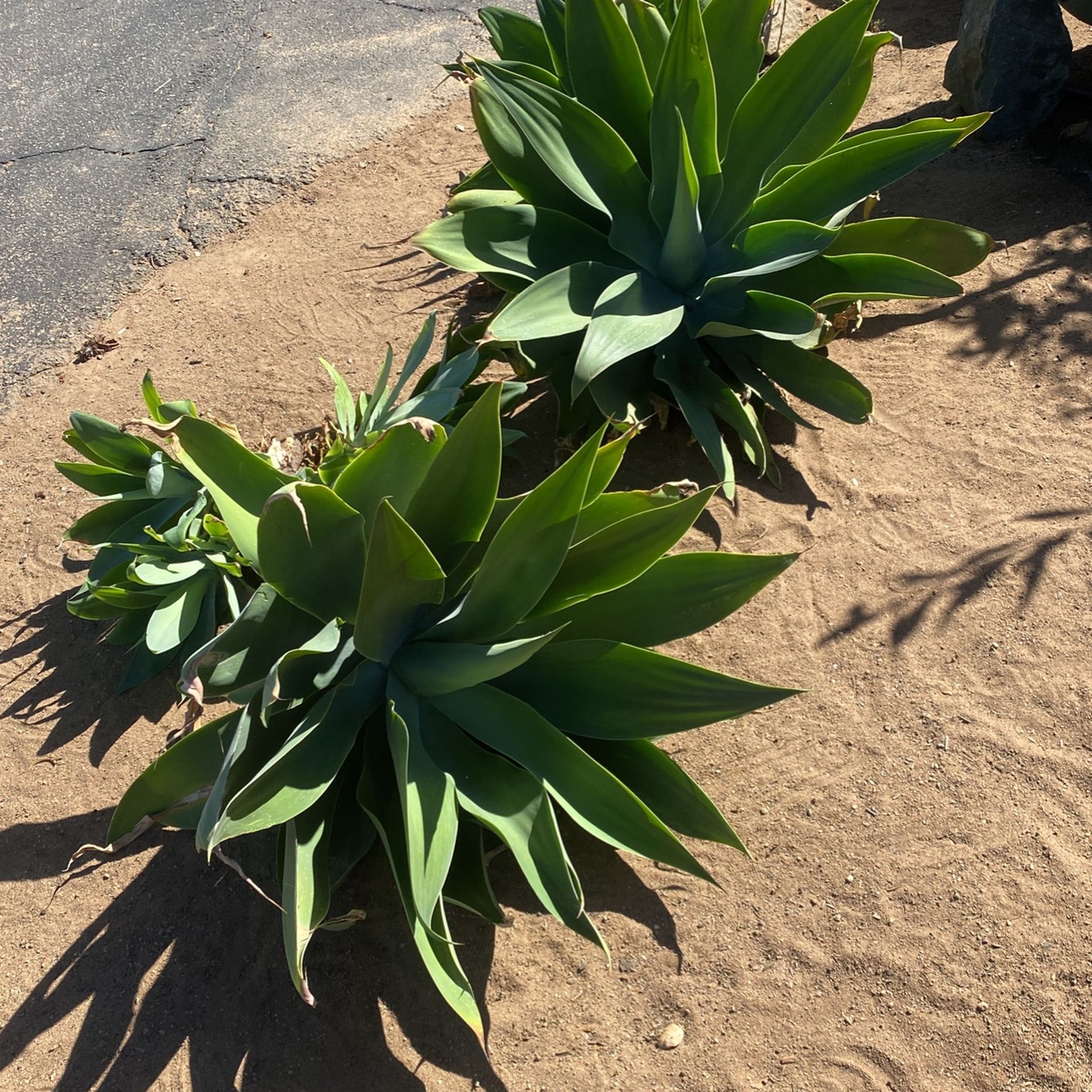 Agave Succulent Plants. Small/med/large Lot for Sale in Fallbrook, CA