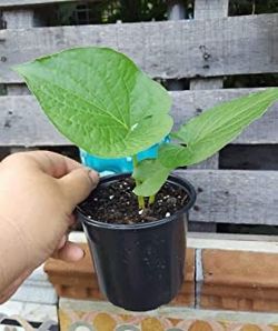 Organic Acuyo, Yerba Santa, Root beer plant, piper autrium